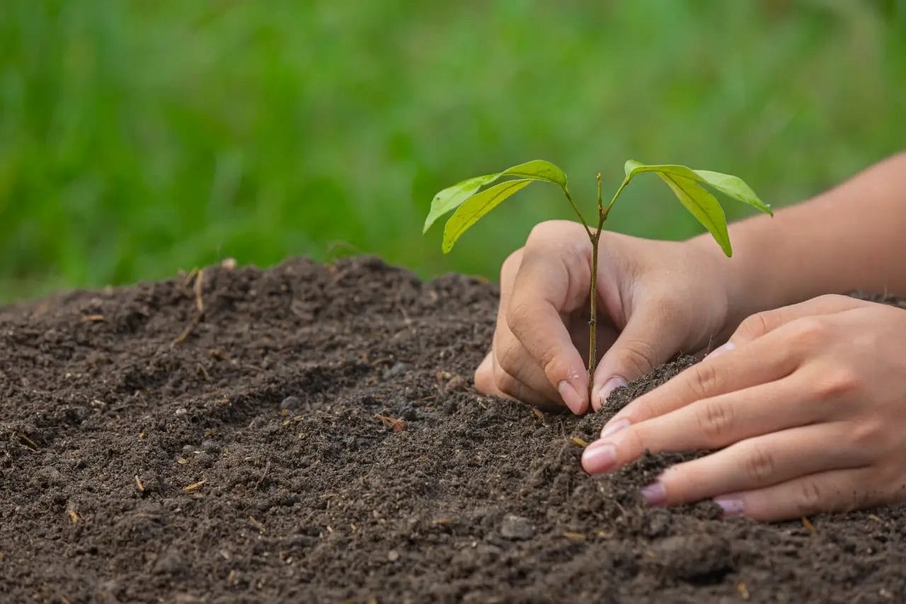 hands planting sapling plant into soil